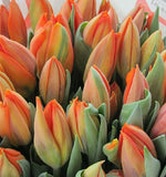 Tulip