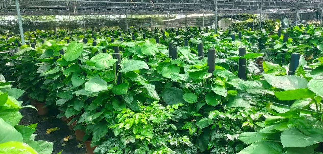 Cambodia cooperation 2